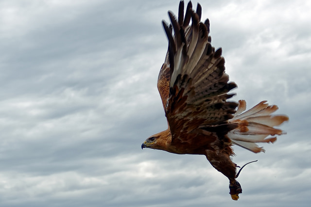 flickr.com/ Günter Beyer/ (CC BY 2.0)