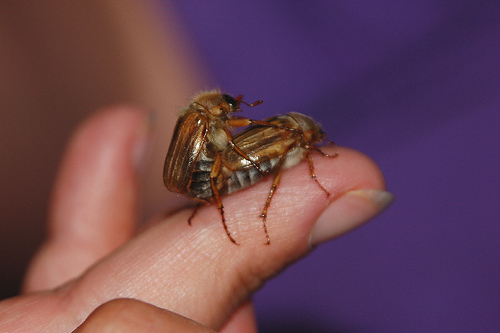 flickr.com/ Specklet/ (CC BY-NC 2.0)