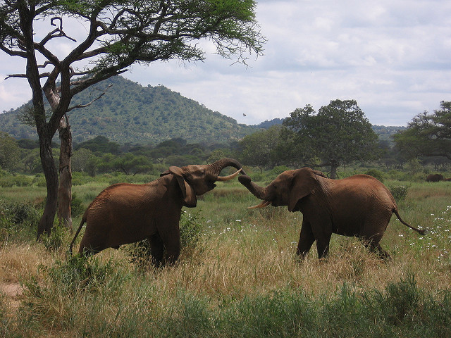 flickr.com/ aj82/ (CC BY-SA 2.0)