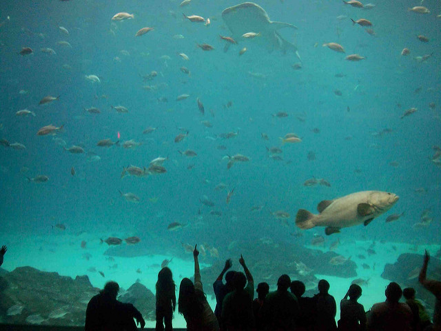 flickr.com/ Amanda Benham/ (CC BY-SA 2.0)