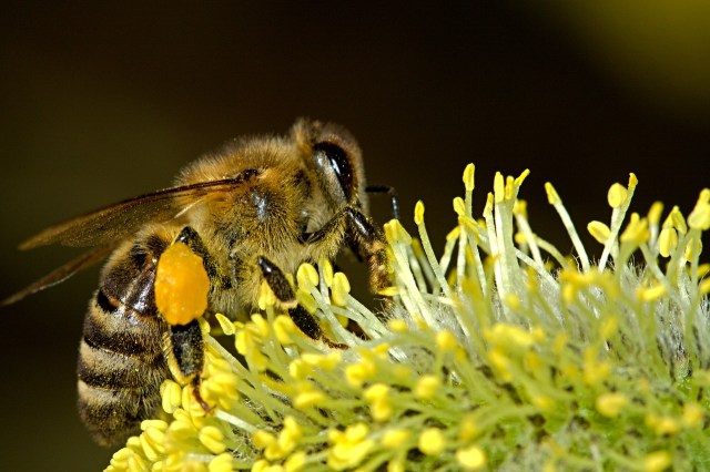 https://pixabay.com/de/bienen-pollination-insekt-makro-18192/