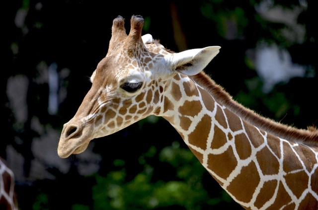 https://pixabay.com/de/giraffe-netzgiraffe-hals-sch%C3%B6n-1471010/