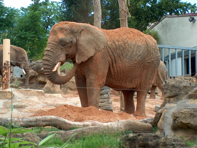 https://pixabay.com/de/elefant-tier-zoo-elefant-savanne-1211175/