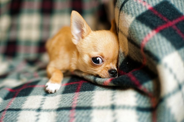 https://pixabay.com/de/chihuahua-welpen-chihuahua-hund-958203/