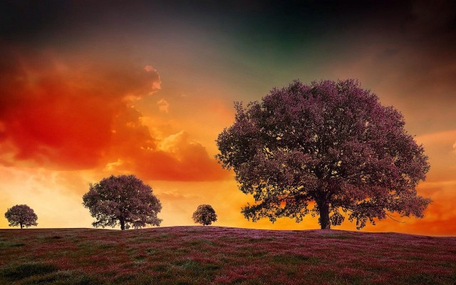 https://pixabay.com/de/surreal-b%C3%A4ume-landschaft-traum-501032/