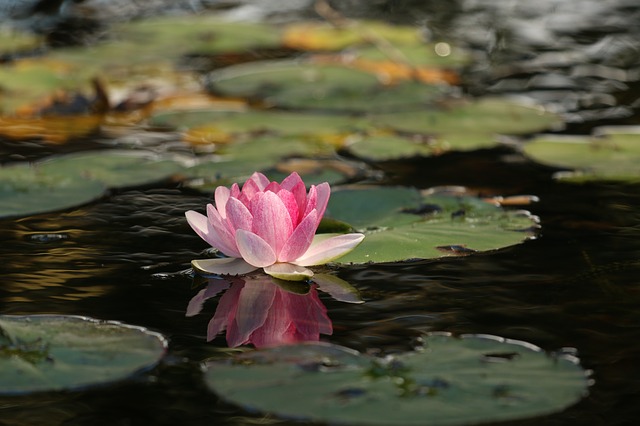 https://pixabay.com/de/sch%C3%B6nheit-blume-lotus-meditation-1845520/