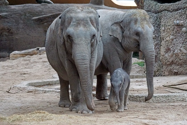 https://pixabay.com/de/asiatischer-elefant-jungtier-2108969/