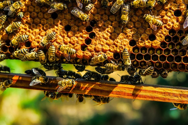 https://pixabay.com/de/bienen-insekten-honig-wabe-makro-1818531/