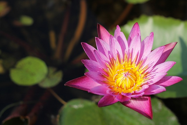 https://pixabay.com/de/lotus-blumen-thailand-hintergrund-804646/