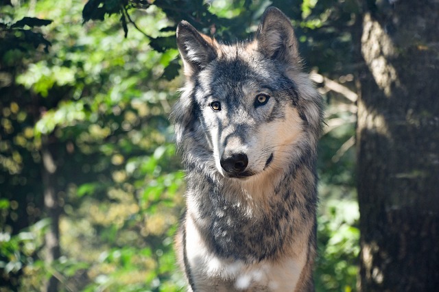 https://pixabay.com/de/wolf-predator-grau-tier-wild-2782616/