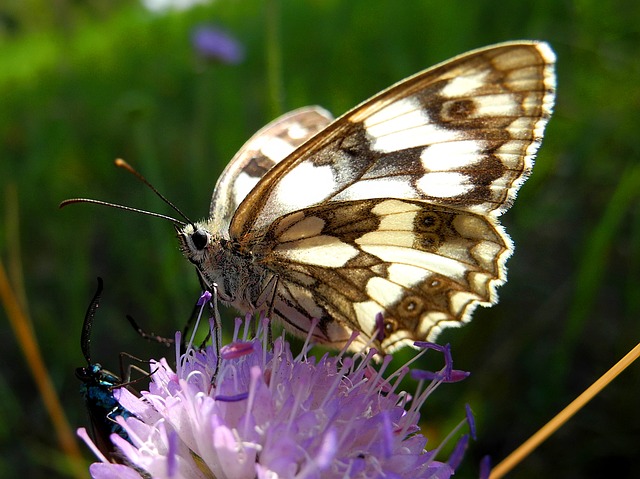 https://pixabay.com/de/schmetterling-insekt-babo%C4%8Dkovit%C3%AD-1508778/