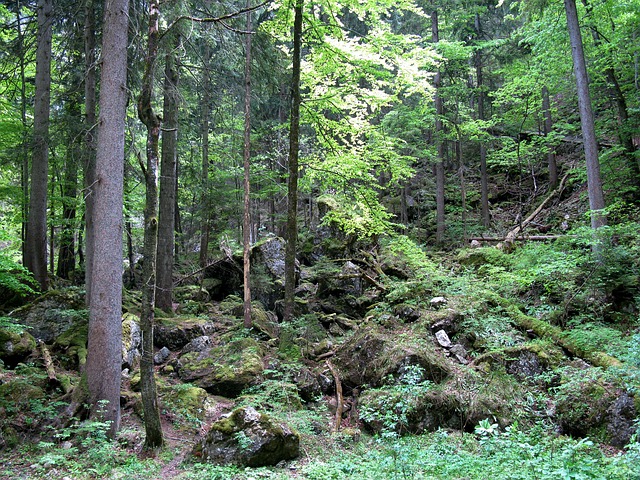 https://pixabay.com/de/wald-neuschwanstein-p%C3%B6llatschlucht-349420/