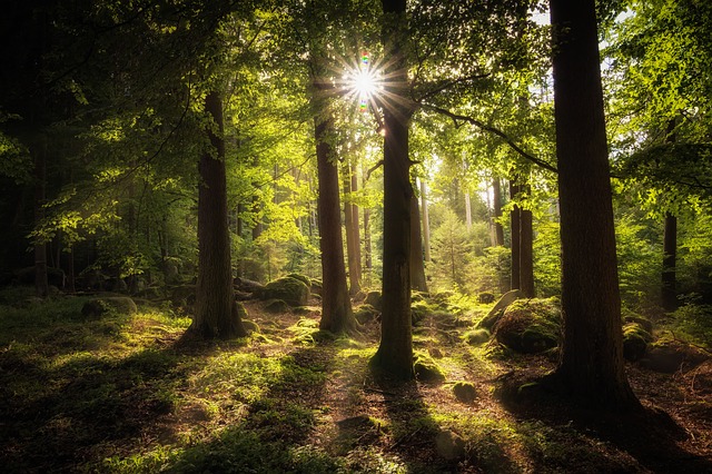 https://pixabay.com/de/wald-sonne-stimmung-lichtstimmung-2541928/