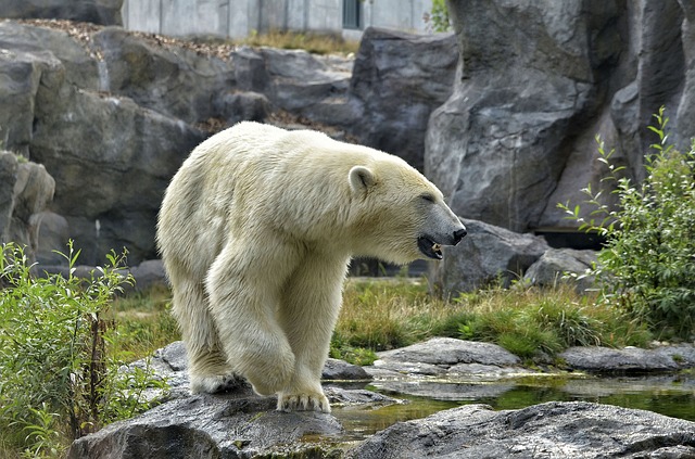 https://pixabay.com/de/eisb%C3%A4r-zoo-tierpark-polarb%C3%A4r-fell-2641842/