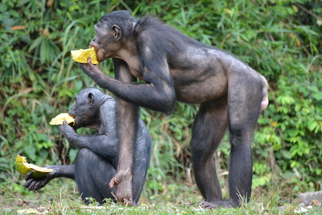 https://pixabay.com/de/bonobo-primas-affe-lola-ya-bonobo-2139562/
