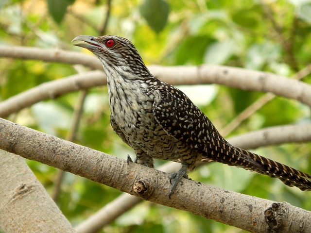 https://pixabay.com/de/kuckuck-asiatische-weibliche-koel-574790/