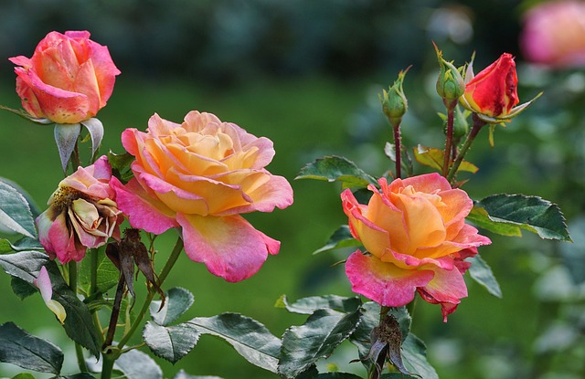 https://pixabay.com/de/rosen-rosa-gelb-bl%C3%BCte-gartenrosen-2947934/