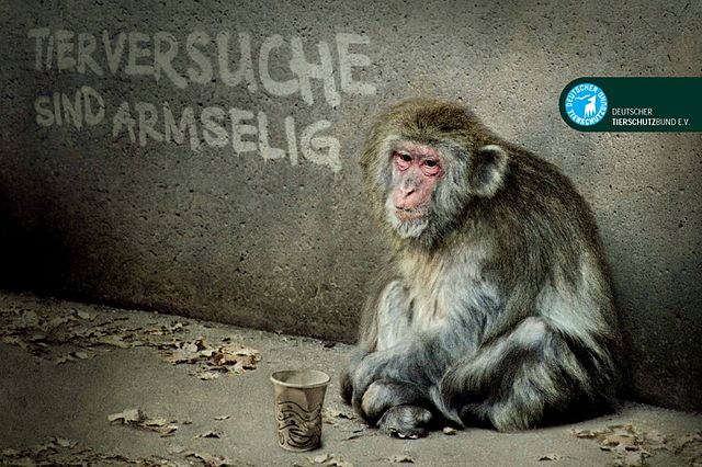 https://upload.wikimedia.org/wikipedia/commons/thumb/9/97/0610_Tierversuche_Affe.jpg/640px-0610_Tierversuche_Affe.jpg