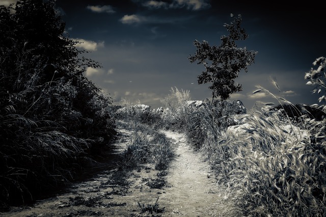 https://pixabay.com/de/nacht-mondschein-vollmond-stimmung-3494221/