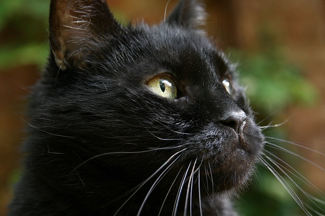 https://pixabay.com/de/katze-kater-schwarz-hauskatze-3778617/