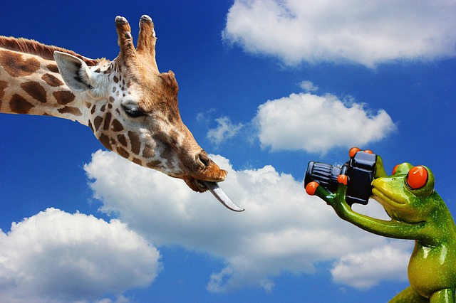 https://pixabay.com/de/giraffe-fotografieren-frosch-1161785/