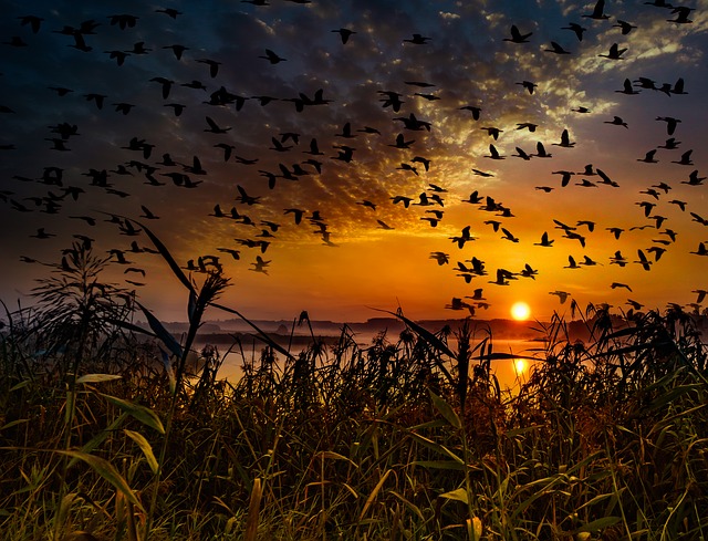 https://pixabay.com/de/sonnenuntergang-vogelschwarm-2973130/