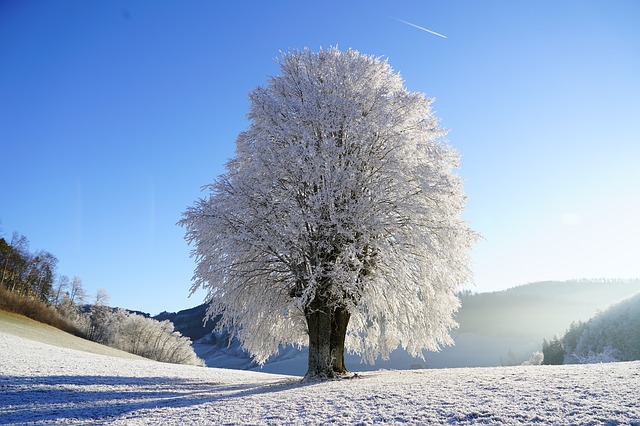 https://pixabay.com/de/baum-winterlandschaft-raureif-zweig-1959267/