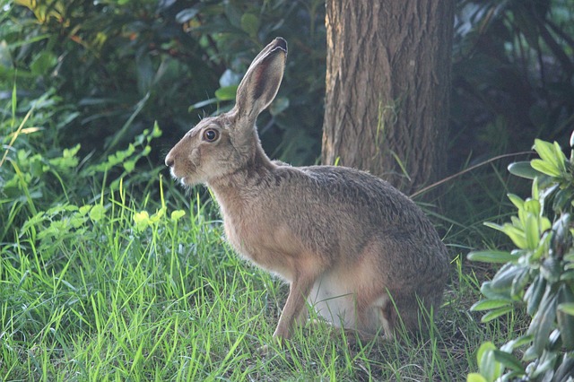 https://pixabay.com/de/hase-feldhase-wilder-hase-langohr-2505024/