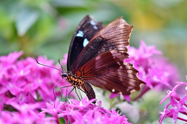 https://pixabay.com/de/schmetterling-3986911/