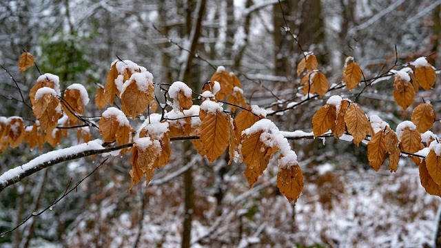 https://pixabay.com/de/bl%C3%A4tter-winter-copperbrown-schnee-3952834/