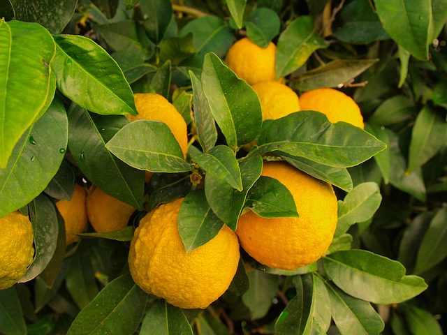 https://pixabay.com/photos/lemons-tree-wild-fruit-citrus-1368367/
