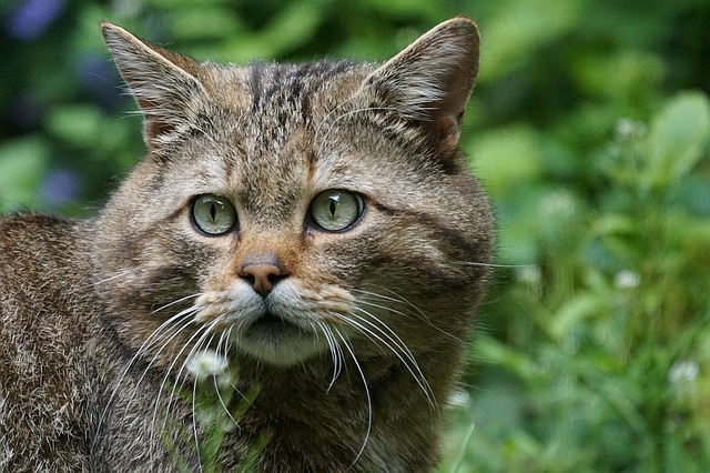 https://pixabay.com/photos/wildcat-forest-cat-predator-1382177/