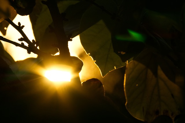 https://pixabay.com/photos/backlighting-sun-sunset-mood-leaf-3759183/