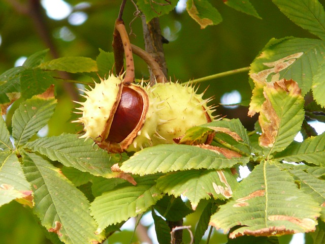 https://pixabay.com/photos/chestnut-chestnut-tree-tree-branch-60345/