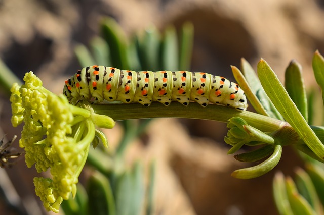 https://pixabay.com/photos/caterpillar-lepidoptera-animal-2615589/