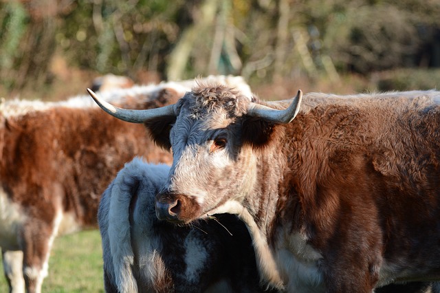 https://pixabay.com/photos/cow-bull-cattle-horns-3839440/