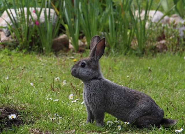 https://pixabay.com/photos/hare-animals-gray-hare-rabbit-1751616/