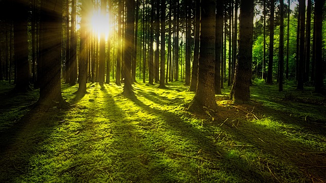 https://pixabay.com/photos/nature-forest-sun-moss-rays-green-3294681/