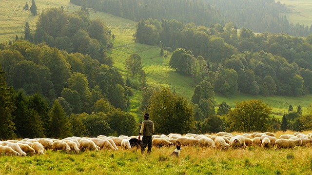 https://pixabay.com/photos/sheep-farmer-shepherd-agriculture-690198/