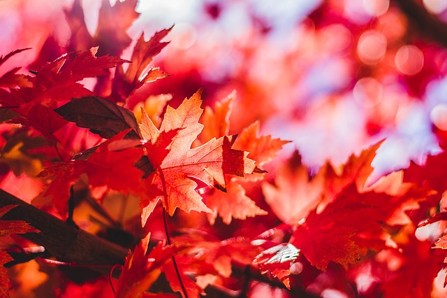 https://pixabay.com/photos/maple-leaf-leaves-leaf-red-maple-1209695/