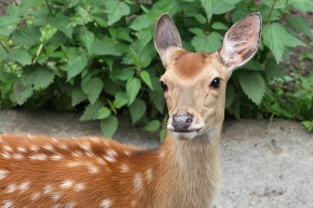https://pixabay.com/photos/roe-deer-baby-wild-animals-forest-2614967/