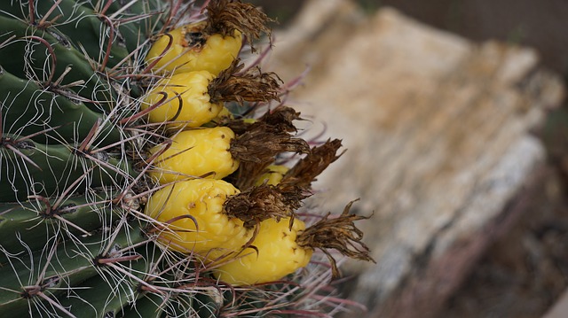 https://pixabay.com/photos/cactus-foe-so-cute-tucson-1082435/