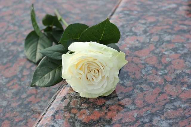 https://pixabay.com/photos/white-rose-purity-red-marble-2281820/