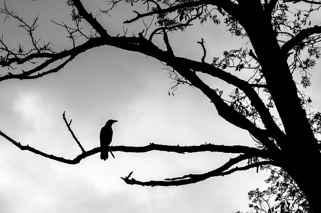 https://pixabay.com/photos/crow-tree-outlines-silhouette-4270168/