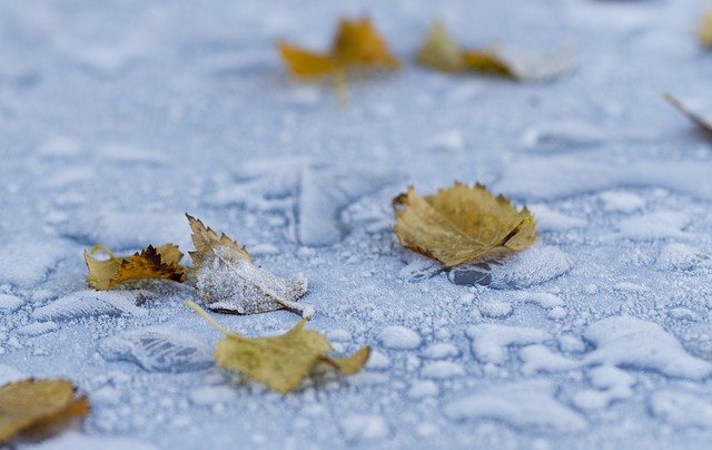 https://pixabay.com/photos/frost-leaf-winter-nature-frosted-2183833/
