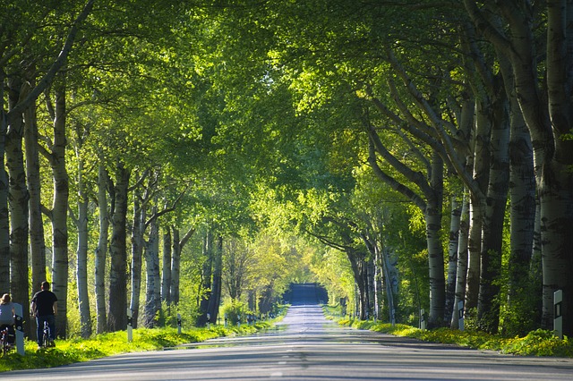 https://pixabay.com/photos/tree-lined-avenue-trees-avenue-3791988/