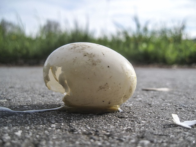 https://pixabay.com/photos/egg-young-road-nesting-place-breed-4600642/