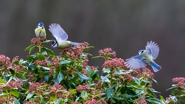 https://pixabay.com/de/photos/blaumeise-fliegen-tit-meise-4734759/