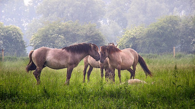 https://pixabay.com/de/photos/familie-liebe-wiese-pferde-tier-3496922/