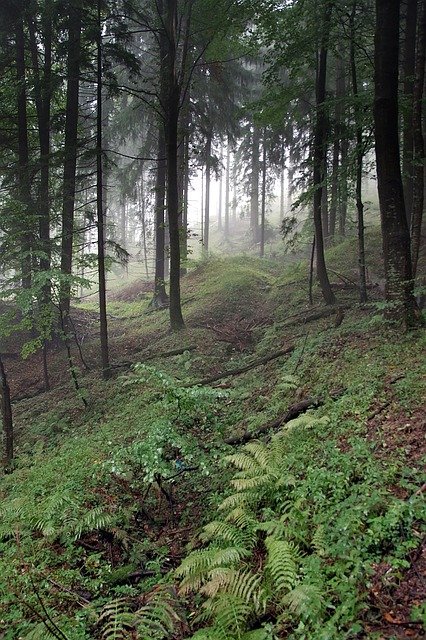 https://pixabay.com/de/photos/wald-der-nebel-baum-hang-gebirge-2815345/